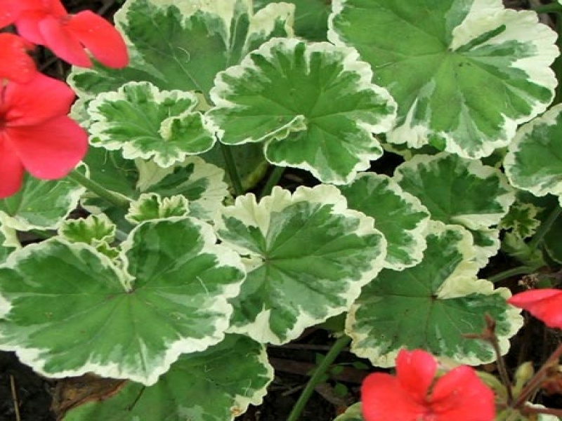 Пеларгония