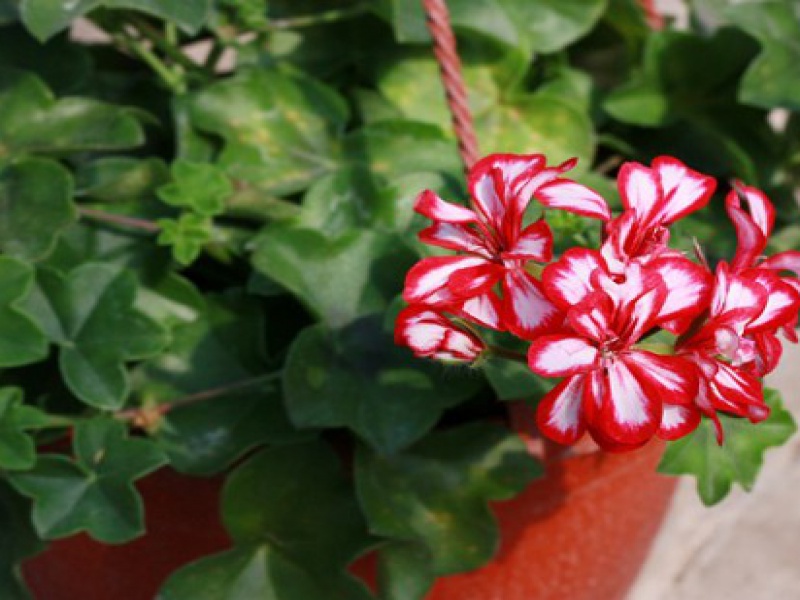 Пеларгония плющелистная