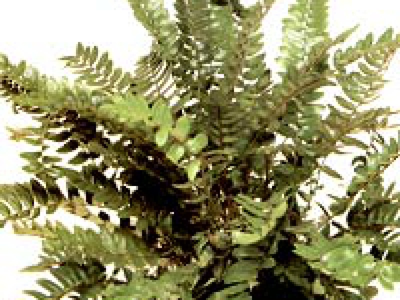 Пеллея копьевидная