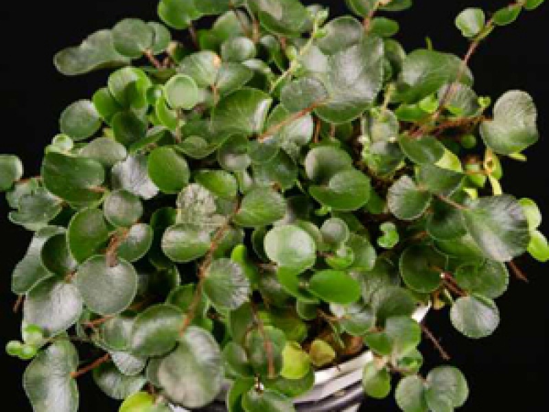 Пеллея круглолистная