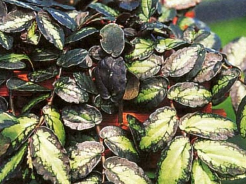 Пеллиония Даво