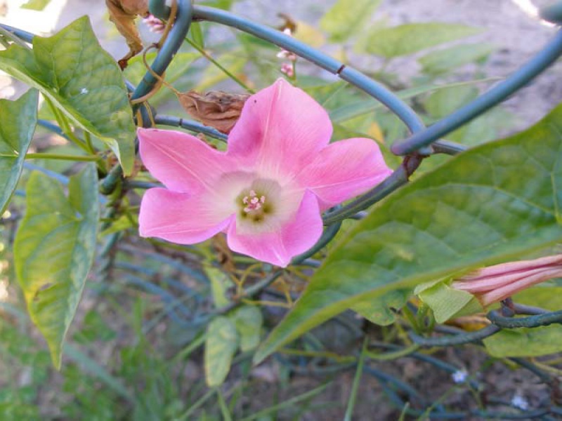 Калистегия волосистая