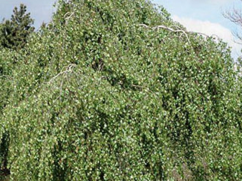 Birch with a weeping crown