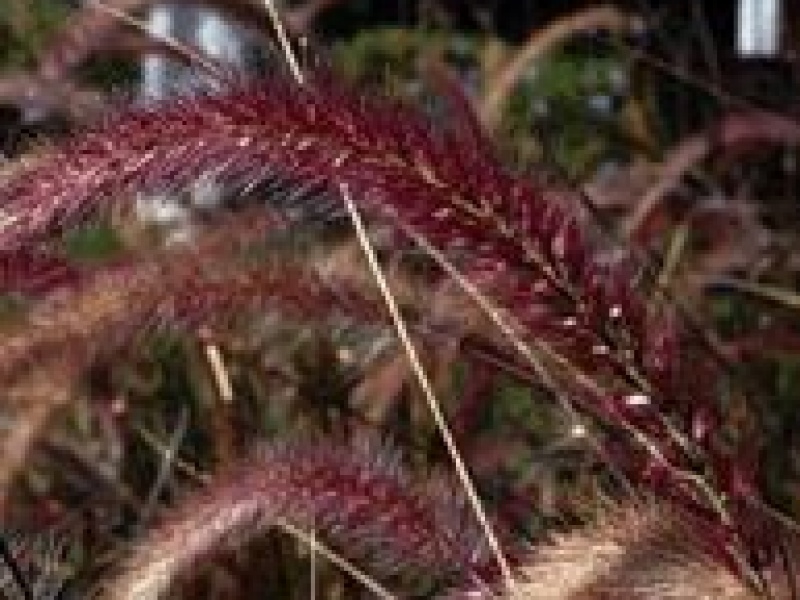 ПЕННИСЕТУМ