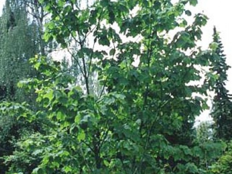 Pennsylvanian maple