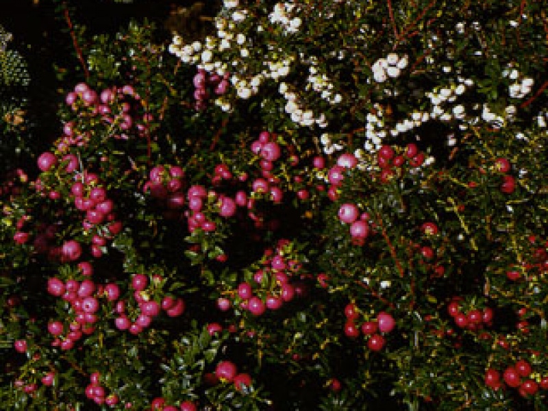 Pernettya, peat myrtle