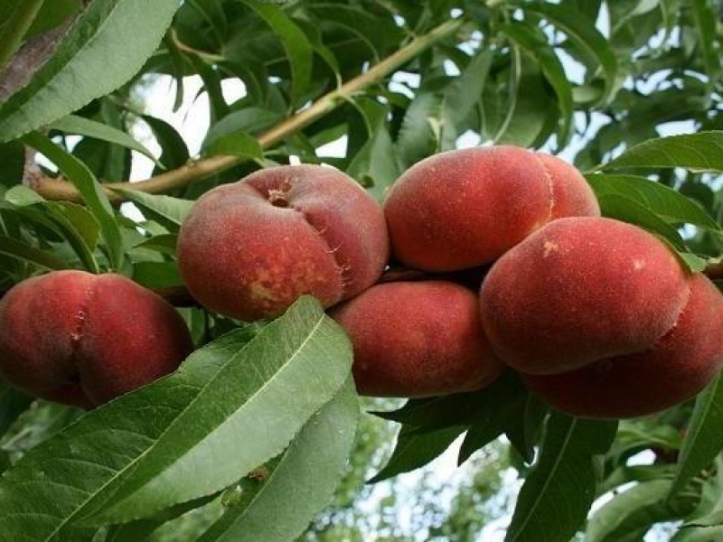 Персик инжирный