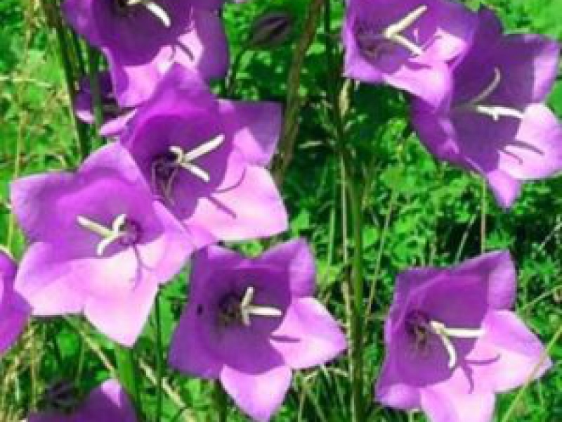 Колокольчик персиколистый