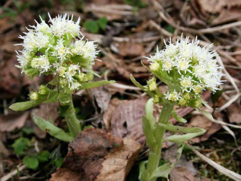 Белокопытник