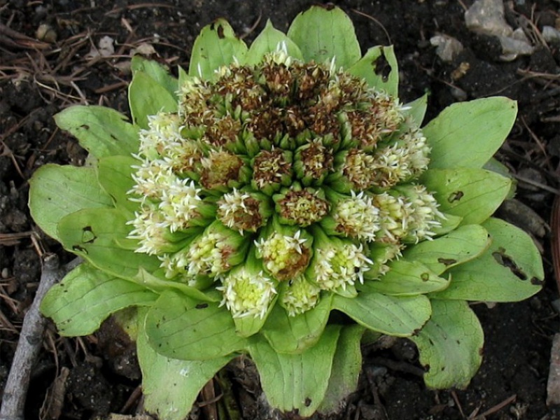 Белокопытник широкий