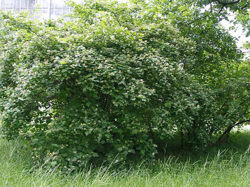 Пузыреплодник амурский