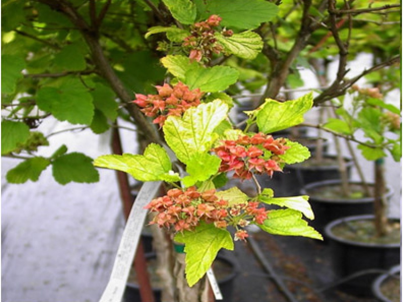 Пузыреплодник калинолистный