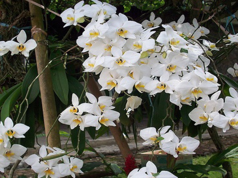 Фаленопсис