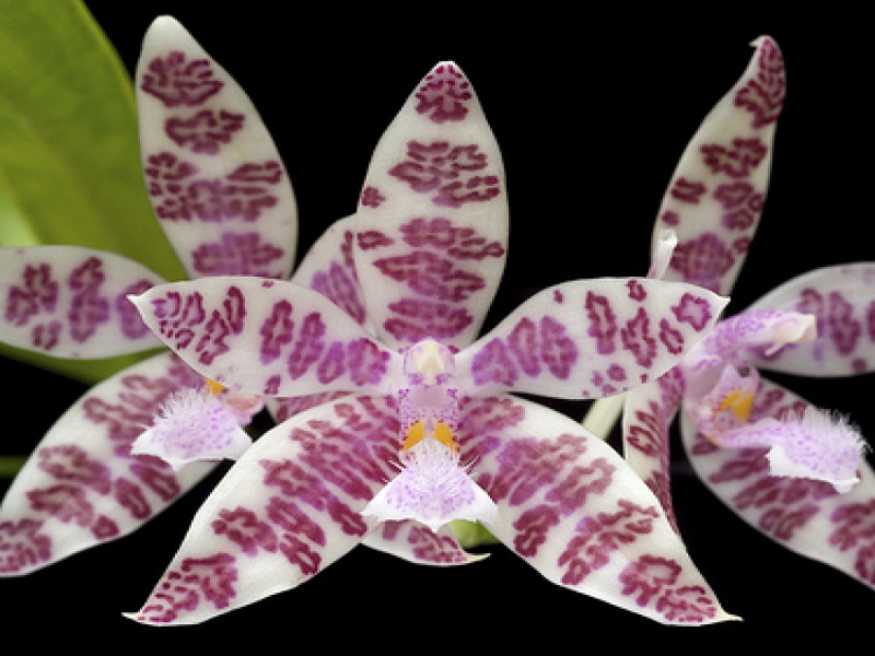 Фаленопсис