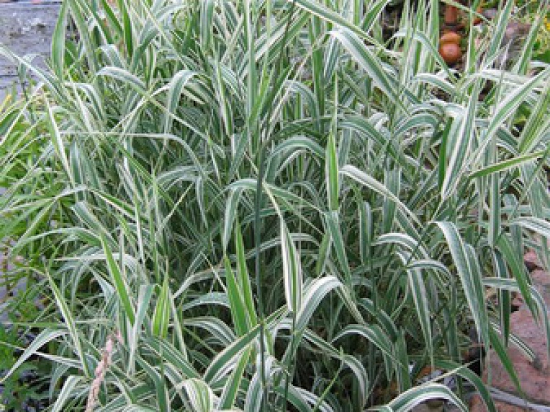 Двукисточник тростниковый