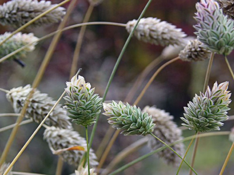 Двукисточник канареечный