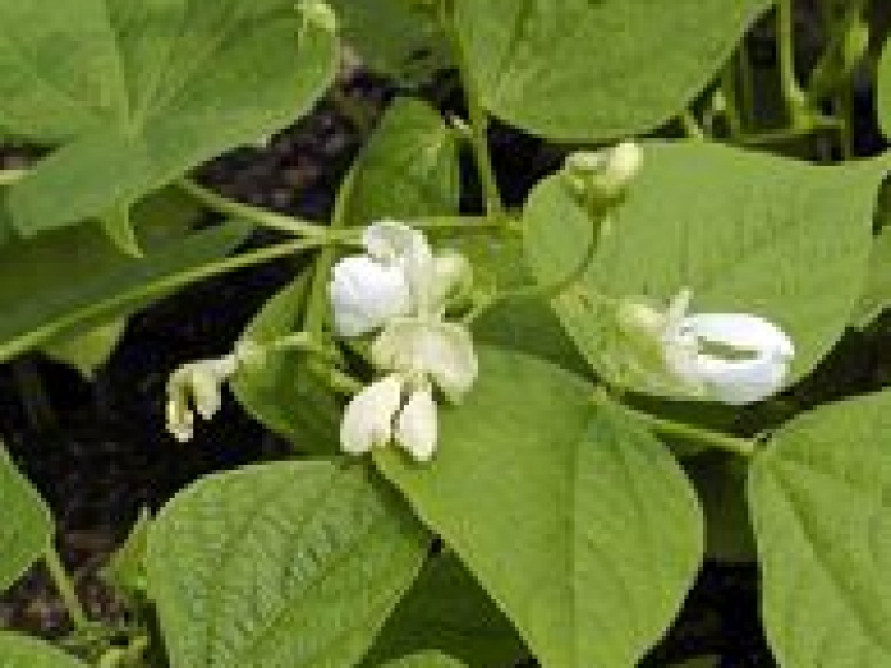 Фасоль обыкновенная