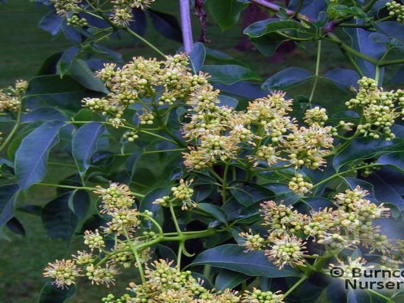 Бархат амурский