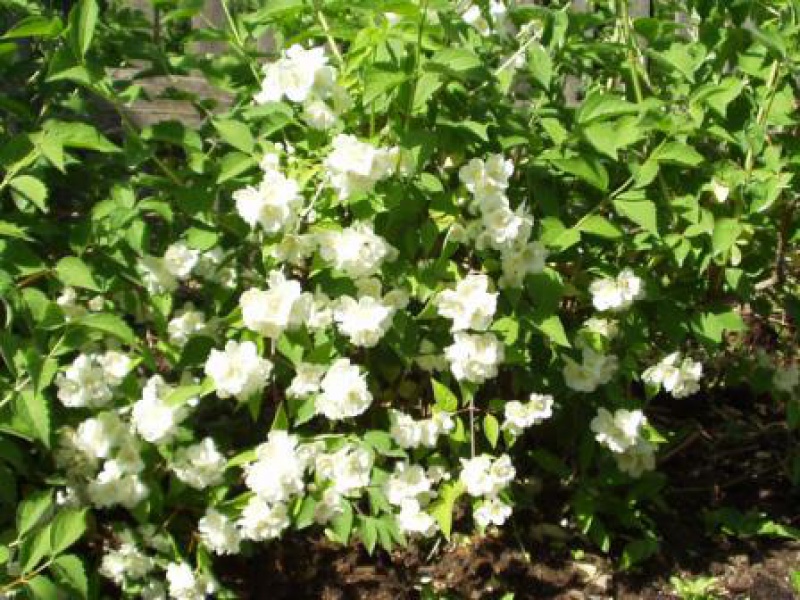 Чубушник крупноцветковый