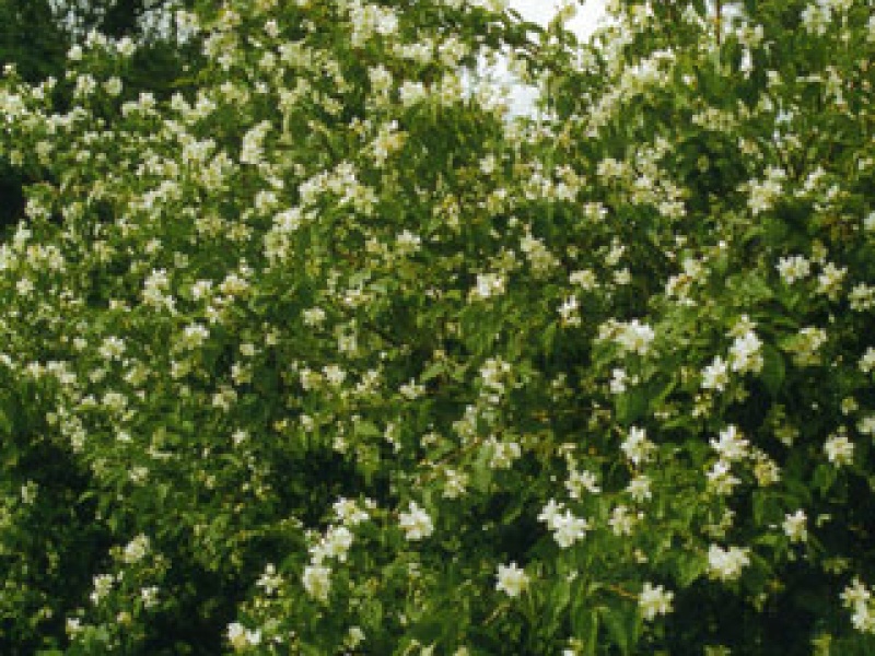 Mock-orange