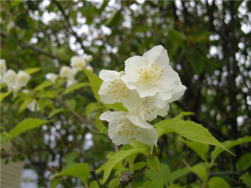 Чубушник Лемуана