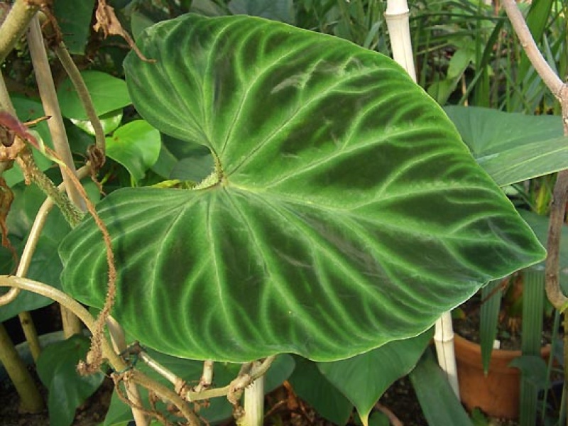 Филодендрон