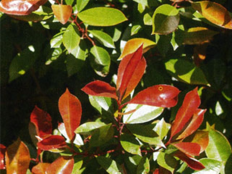 Photinia