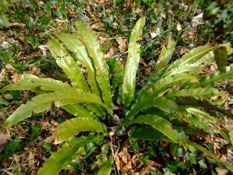 Листовник сколопендровый