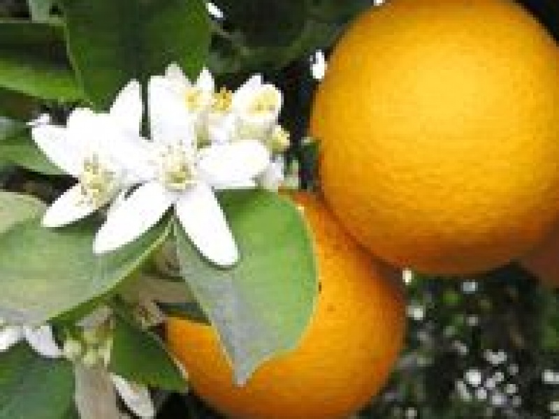 Померанец или Горький Апельсин или Бигарадия