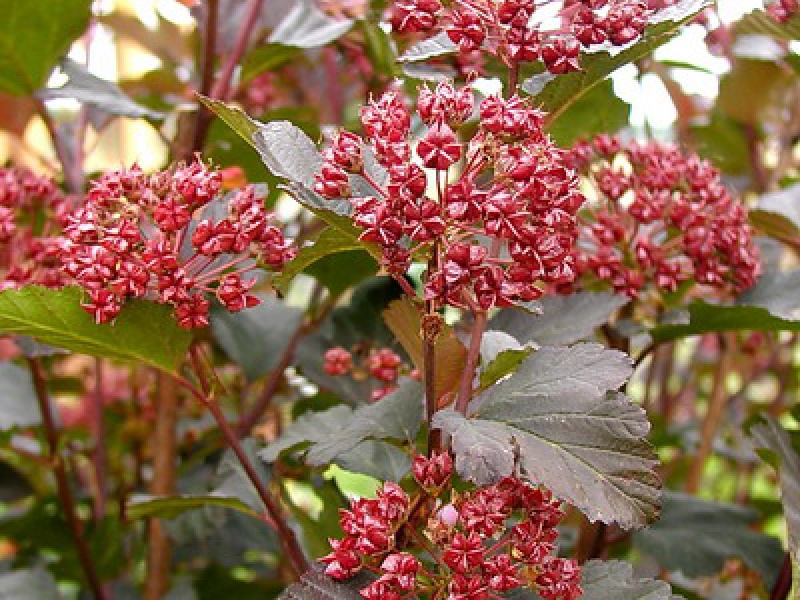 Пузыреплодник