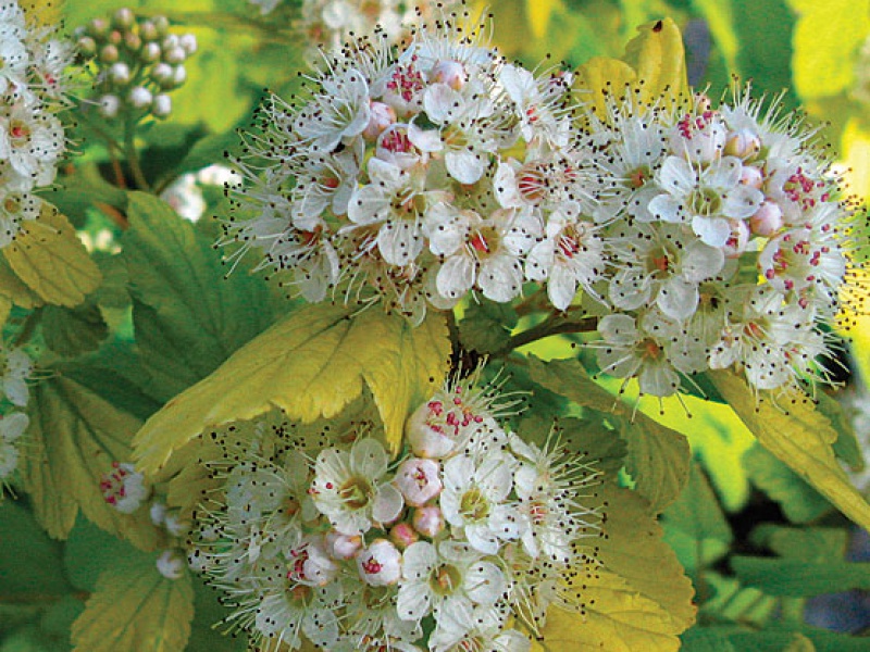 Пузыреплодник калинолистный