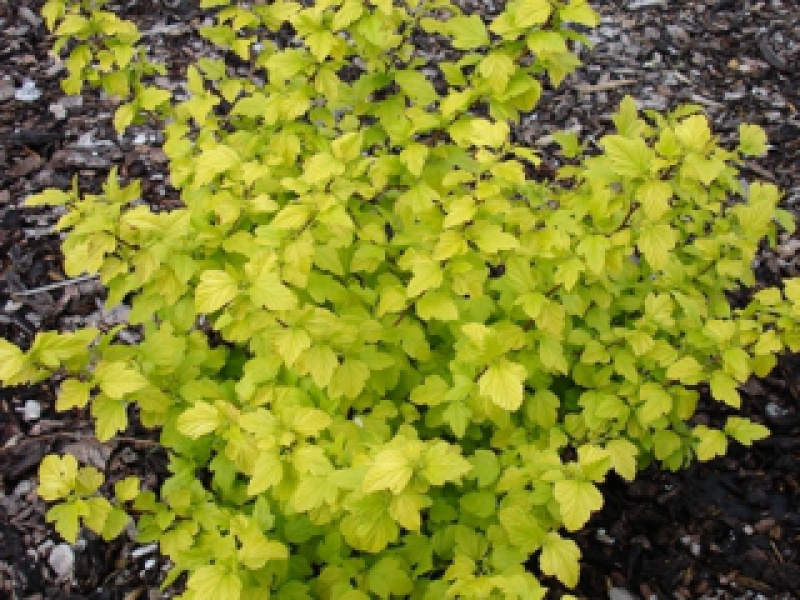 Пузыреплодник калинолистный «Дартс Голд»