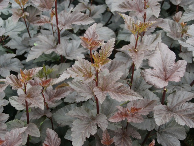 Пузыреплодник калинолистный «Диабло»