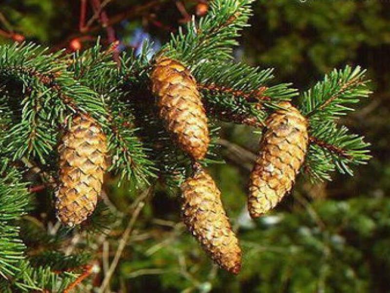 Ель обыкновенная