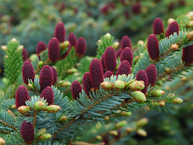 Ель обыкновенная Акрокона