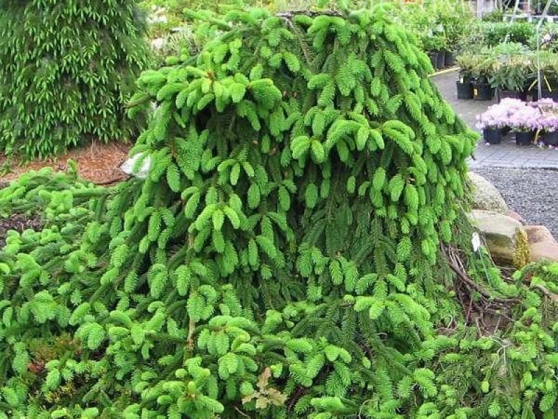 Ель обыкновенная Инверса