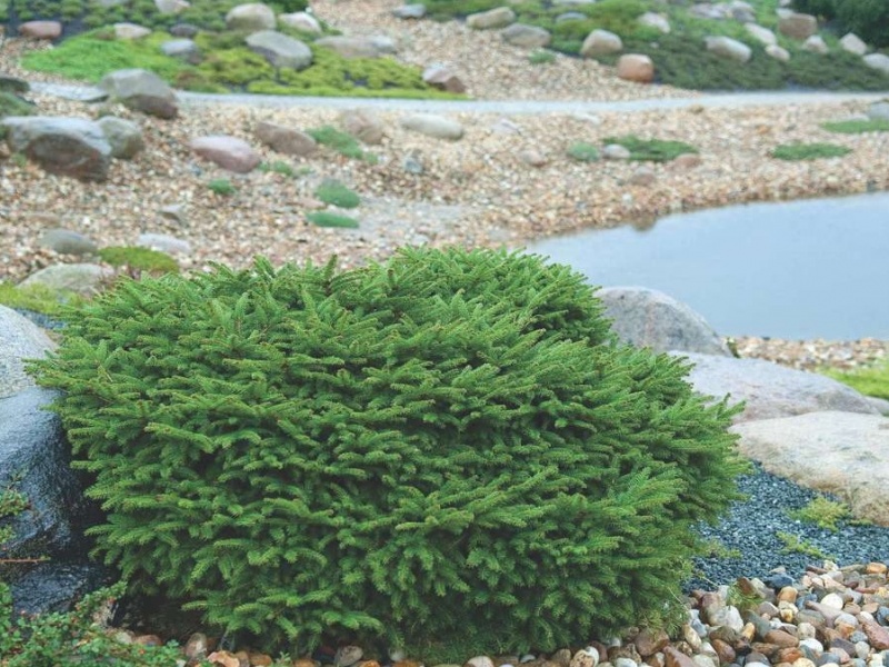 Ель обыкновенная Nidiformis