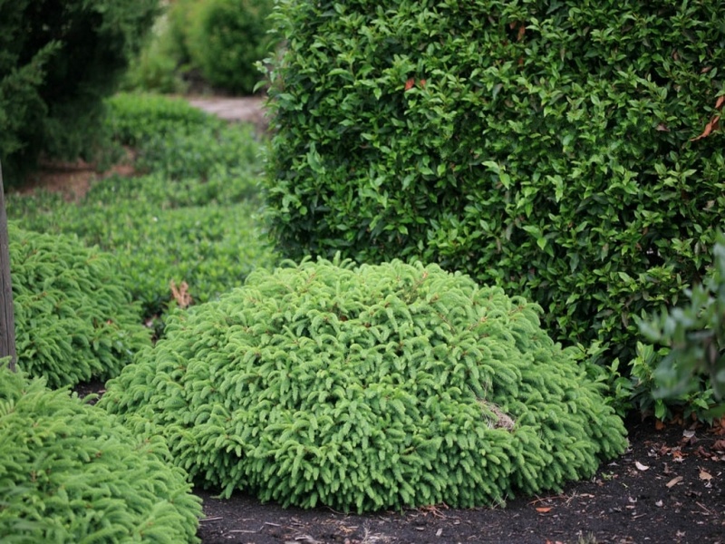 Ель обыкновенная Репенс