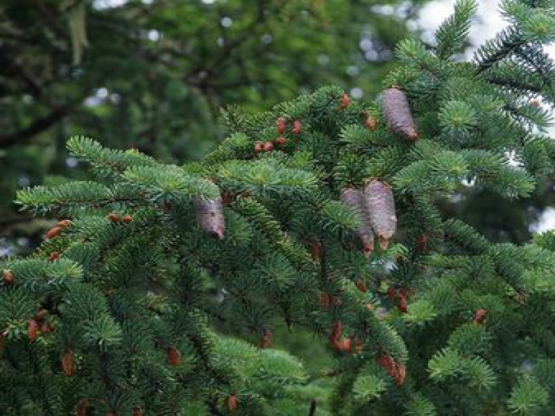 Ель шероховатая