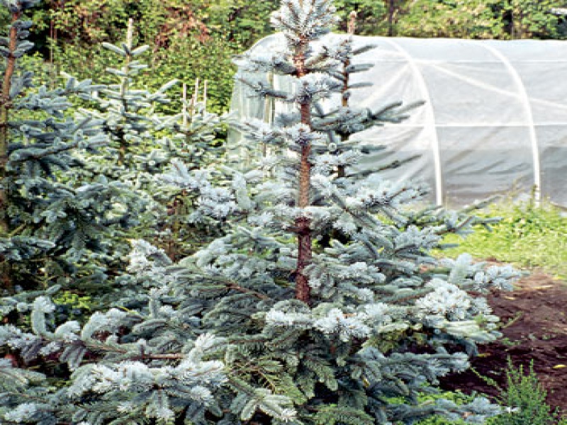 Ель Энгельмана