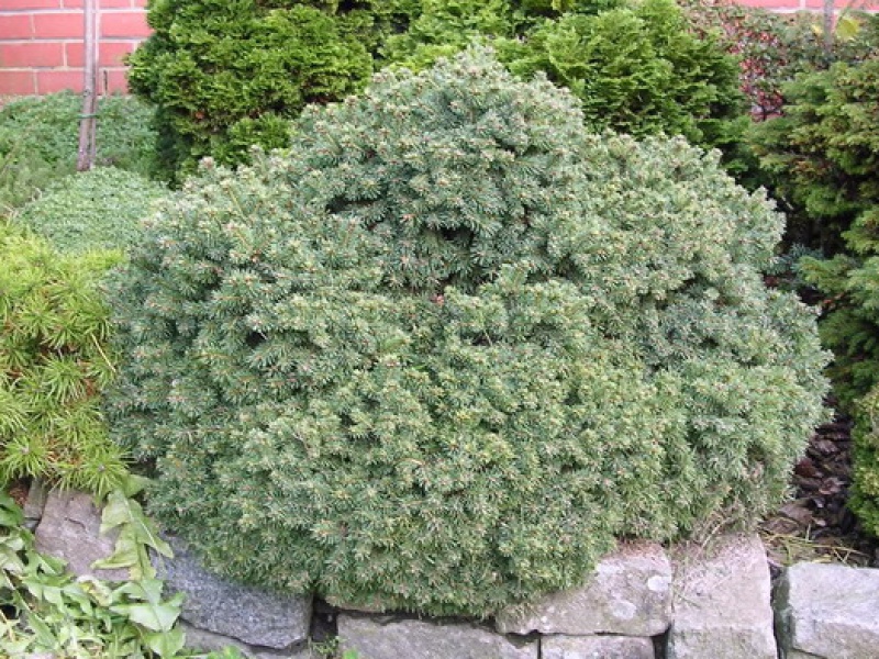 Ель канадская или сизая