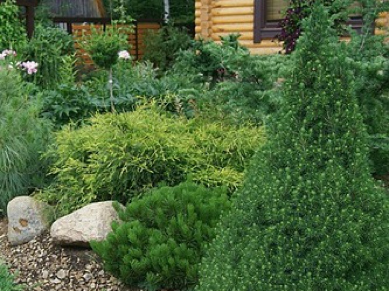 Ель канадская 'Laurin'