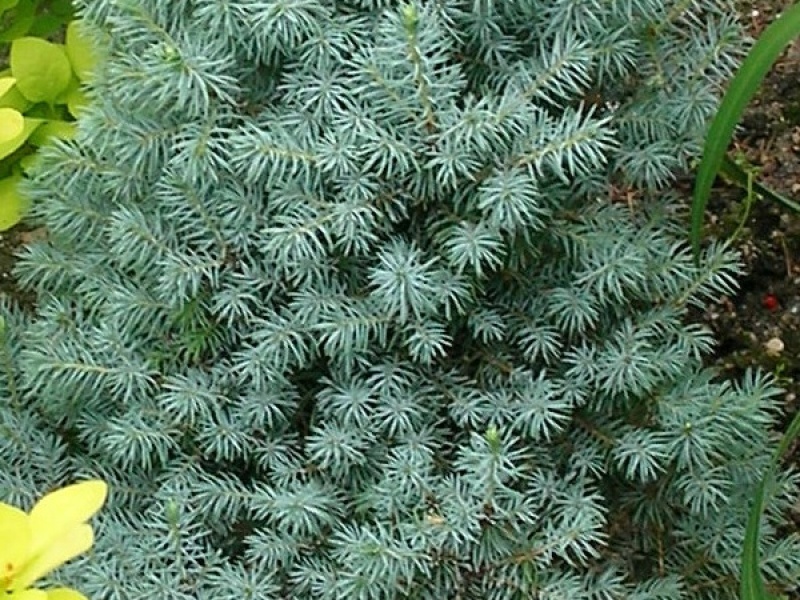 Ель канадская Голубая Сандерс Блю