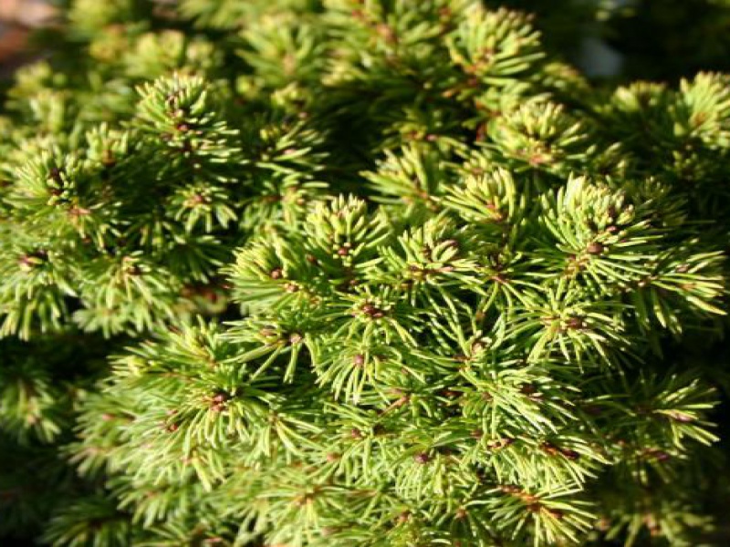 Ель канадская Альберта Глобе