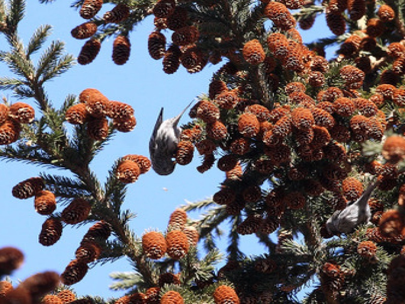 Ель сибирская