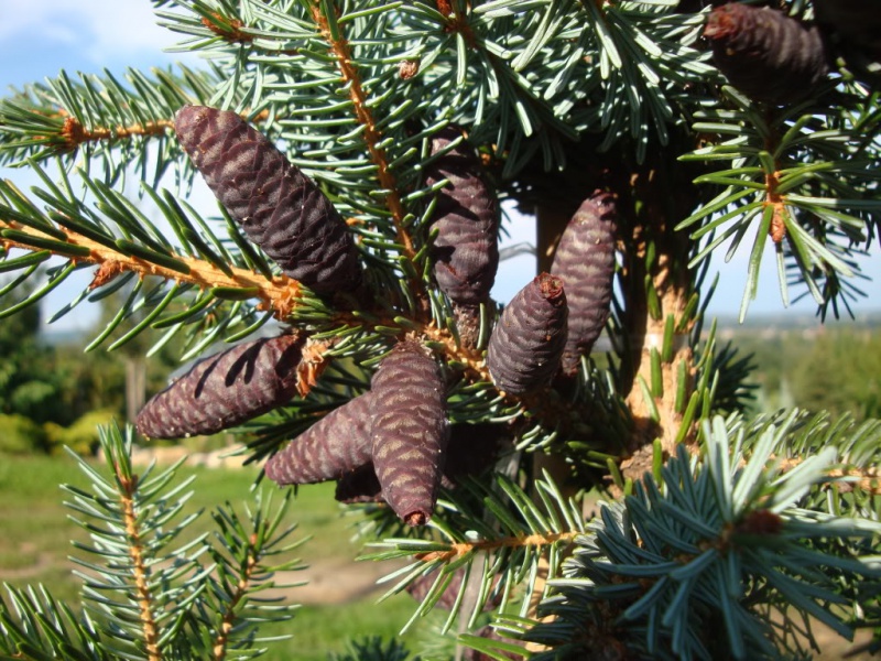 Ель сербская