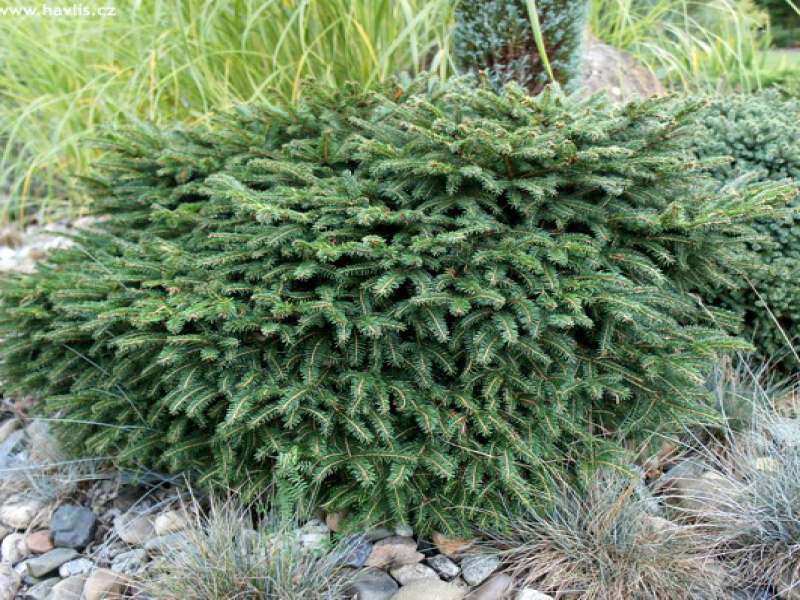 Ель сербская «Карел»