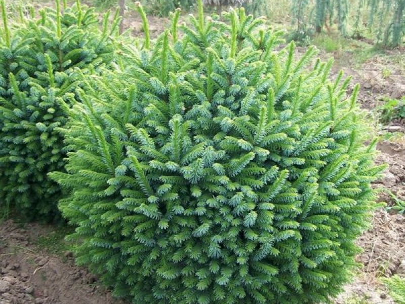 Ель сербская Нана