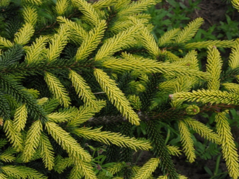 Oriental spruce Aureospikata