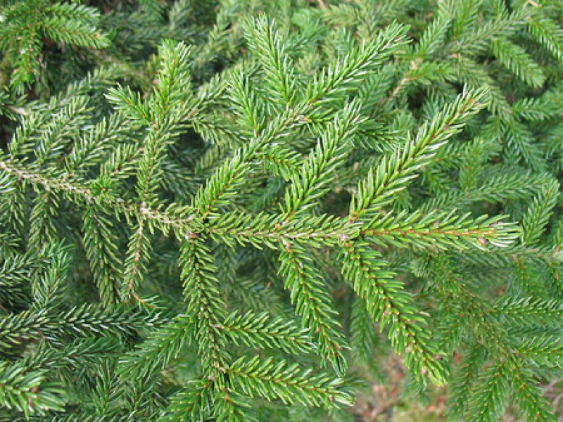 Oriental Spruce